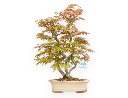 Acer Palmatum - Ahorne - 43 cm