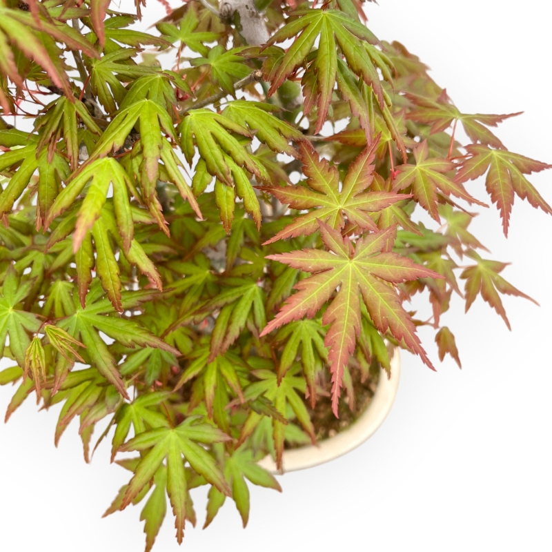 Acer Palmatum - Érable - 43 cm