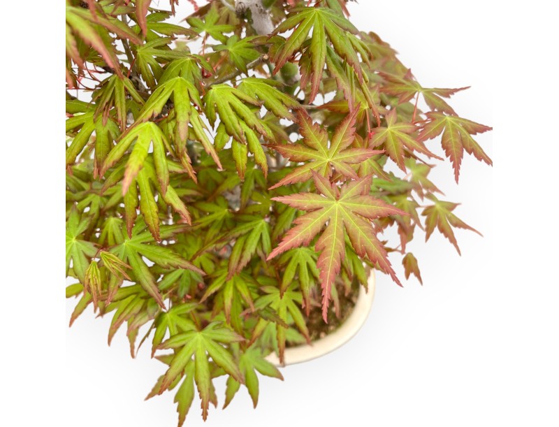 Acer Palmatum - Esdoorn - 43 cm