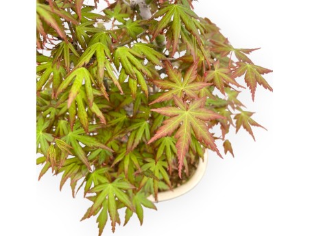 Acer Palmatum - Arce - 43 cm