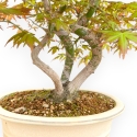 Acer Palmatum - Érable - 43 cm
