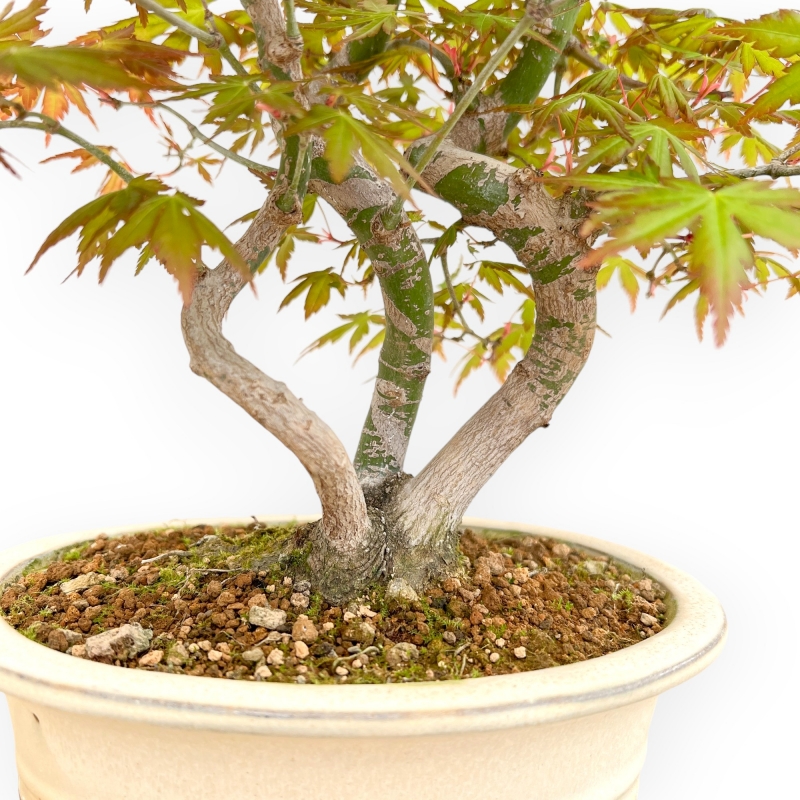 Acer Palmatum - Érable - 43 cm
