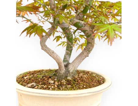 Acer Palmatum - Esdoorn - 43 cm