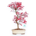 Acer Palmatum Deshojo - Esdoorn - 45 cm