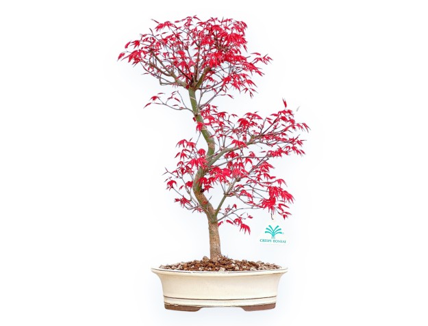 Acer Palmatum Deshojo - Arce - 45 cm