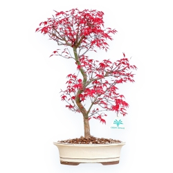 Acer Palmatum Deshojo - Érable - 45 cm