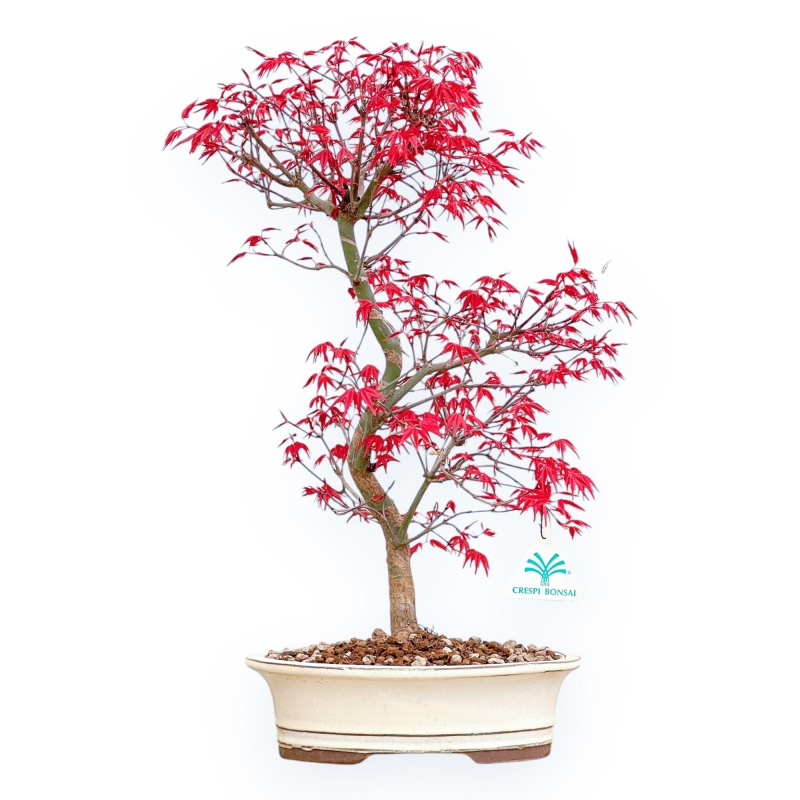 Acer Palmatum Deshojo - Érable - 45 cm