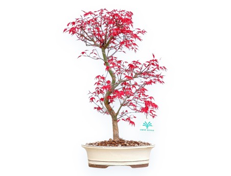 Acer Palmatum Deshojo - Érable - 45 cm