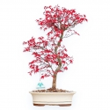 Acer Palmatum Deshojo - Érable - 45 cm
