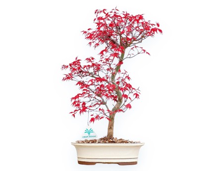 Acer Palmatum Deshojo - Érable - 45 cm