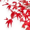 Acer Palmatum Deshojo - Érable - 45 cm