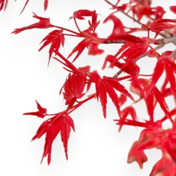 Acer Palmatum Deshojo - Érable - 45 cm