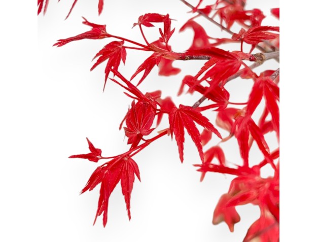 Acer Palmatum Deshojo - Maple - 45 cm 2