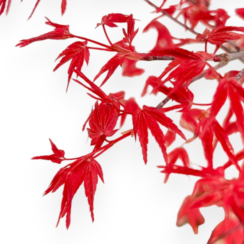 Acer Palmatum Deshojo - Érable - 45 cm