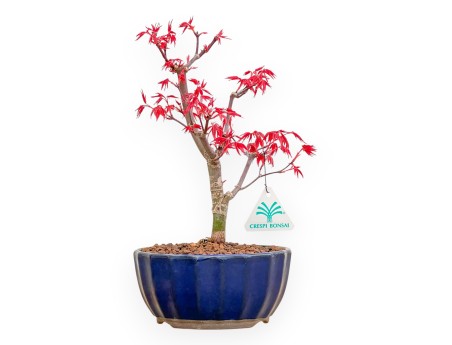 Acer Palmatum Deshojo - Érable - 29 cm
