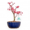 Acer Palmatum Deshojo - Érable - 29 cm