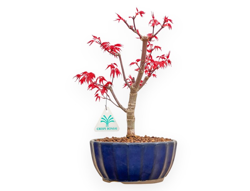 Acer Palmatum Deshojo - Érable - 29 cm