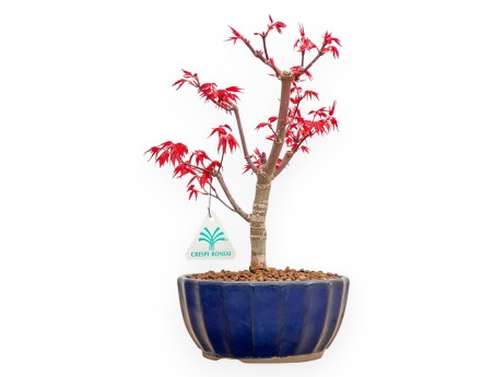 Acer Palmatum Deshojo - Érable - 29 cm