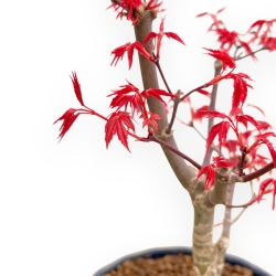 Acer Palmatum Deshojo - Ahorne - 29 cm