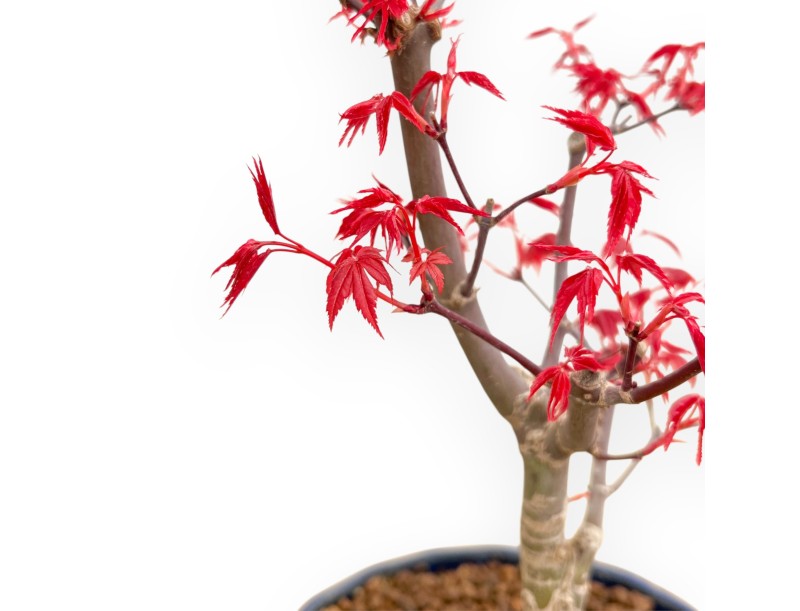 Acer Palmatum Deshojo - Acero - 29 cm