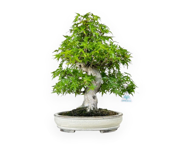 Acer Palmatum Katsura - Ahorne - 44 cm