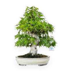 Acer Palmatum Katsura - Érable - 44 cm