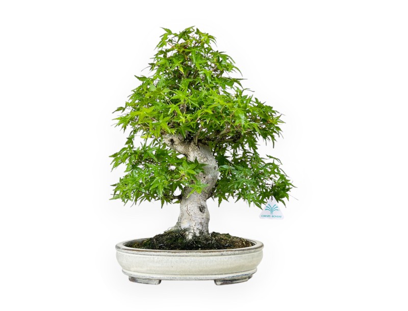 Acer Palmatum Katsura - Maple - 44 cm