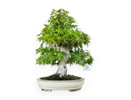 Acer Palmatum Katsura - Maple - 44 cm