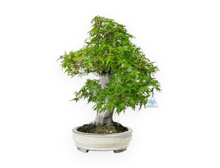 Acer Palmatum Katsura - Acero - 44 cm