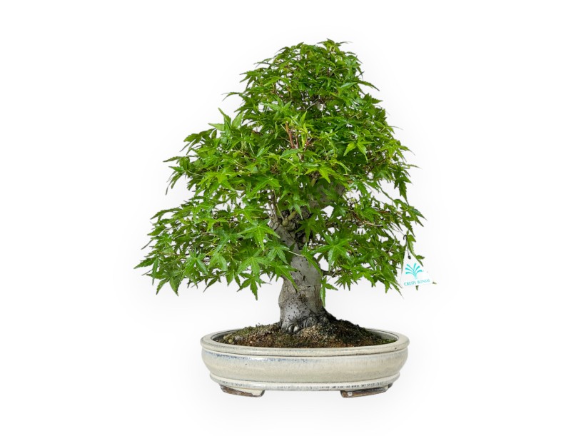 Acer Palmatum Katsura - Maple - 44 cm