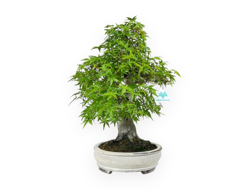 Acer Palmatum Katsura - Ahorne - 44 cm