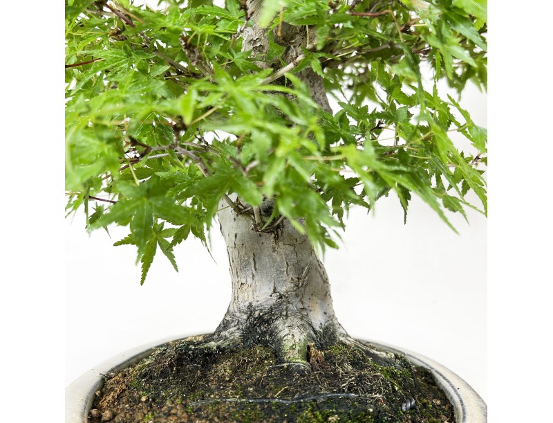 Acer Palmatum Katsura - Érable - 44 cm