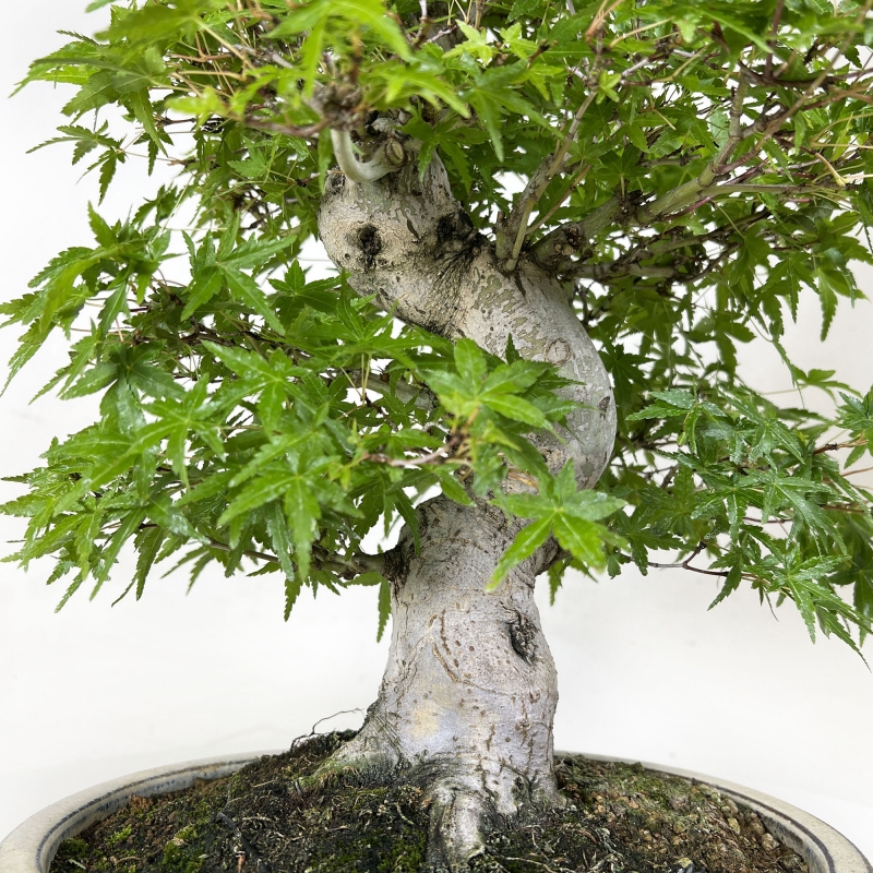 Acer Palmatum Katsura - Maple - 44 cm