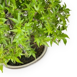 Acer Palmatum Katsura - Érable - 44 cm
