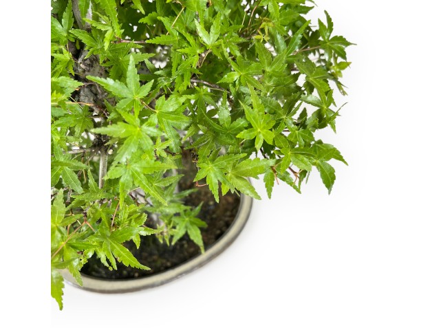 Acer Palmatum Katsura - Esdoorn - 44 cm 2