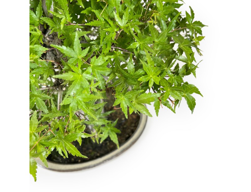 Acer Palmatum Katsura - Arce - 44 cm