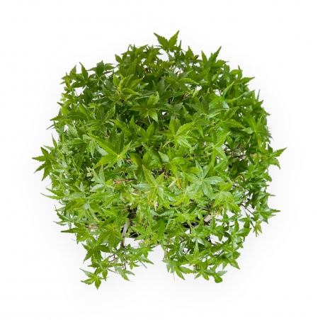 Acer Palmatum Katsura - Esdoorn - 44 cm