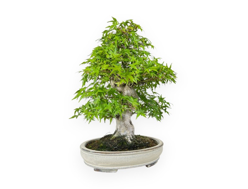 Acer Palmatum Katsura - Arce - 44 cm