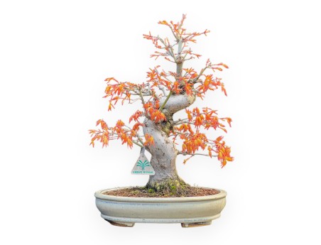 Acer Palmatum Katsura - Acero - 44 cm