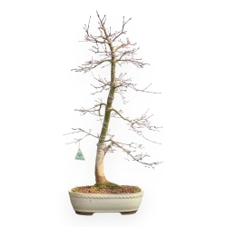 Acer Palmatum Viridis - Esdoorn - 73 cm