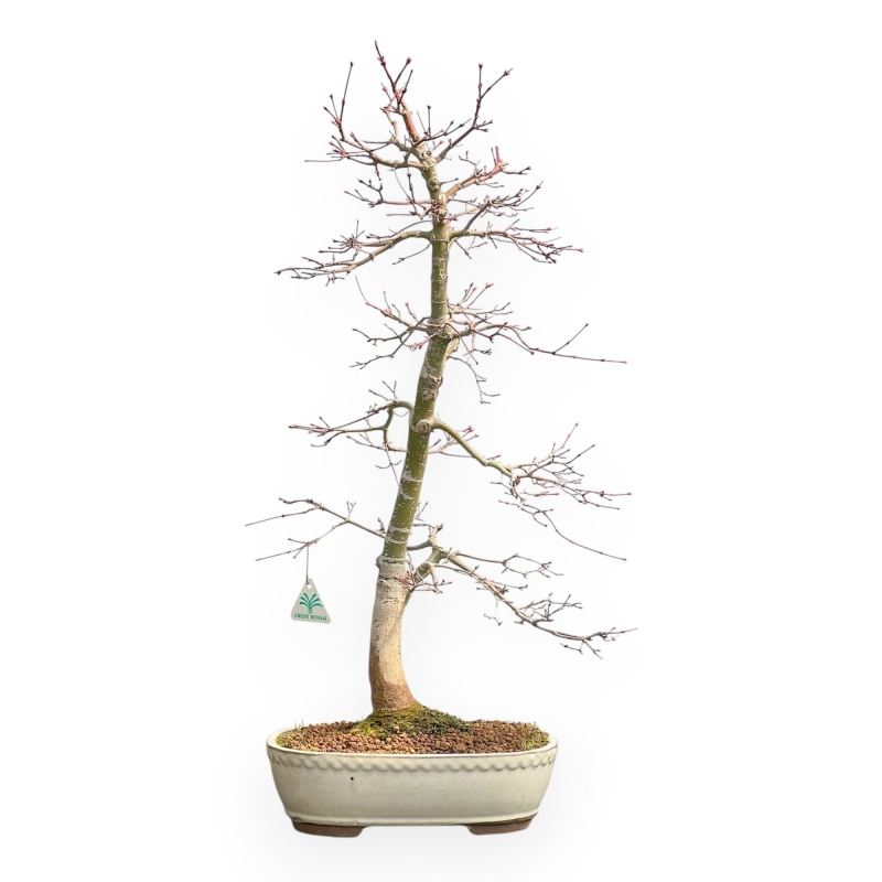 Acer Palmatum Viridis - Esdoorn - 73 cm