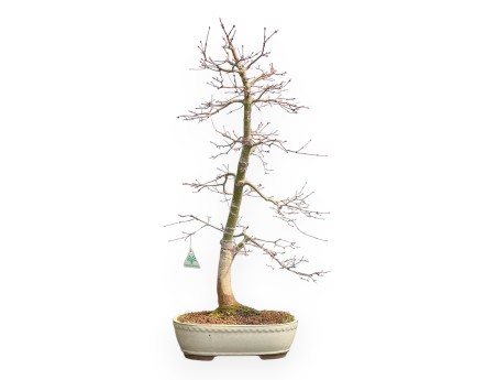 Acer Palmatum Viridis - Arce - 73 cm