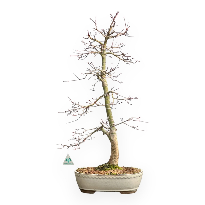 Acer Palmatum Viridis - Esdoorn - 73 cm