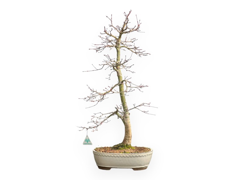 Acer Palmatum Viridis - Maple - 73 cm