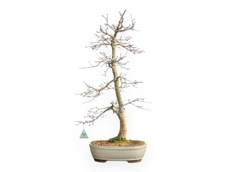 Acer Palmatum Viridis - Maple - 73 cm