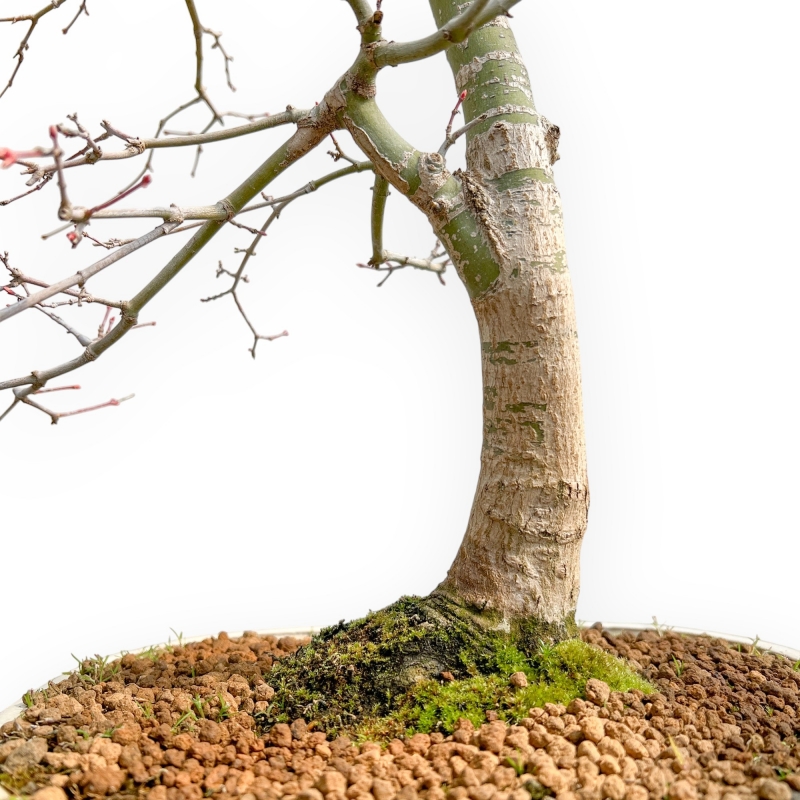 Acer Palmatum Viridis - Esdoorn - 73 cm