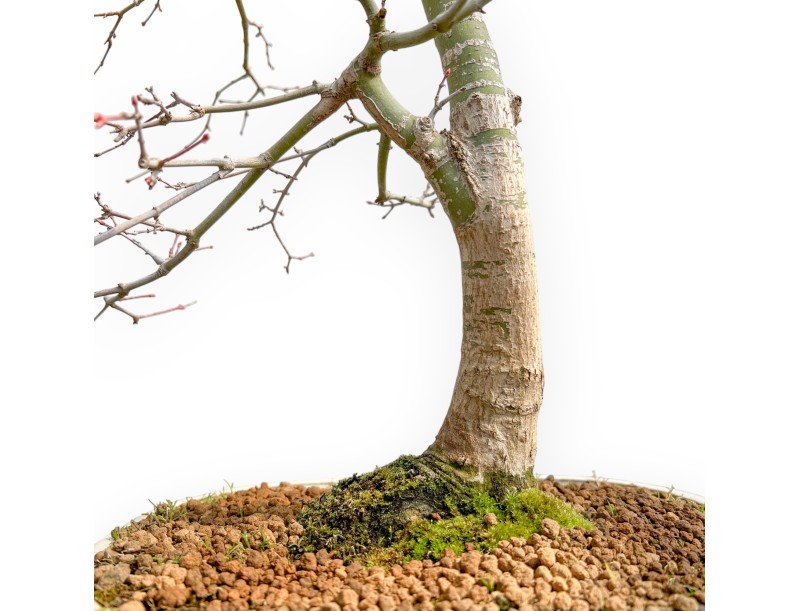 Acer Palmatum Viridis - Maple - 73 cm