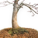 Acer Palmatum Viridis - Esdoorn - 73 cm