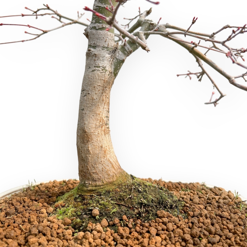 Acer Palmatum Viridis - Esdoorn - 73 cm
