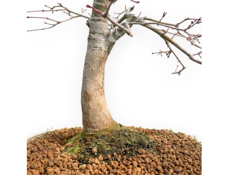 Acer Palmatum Viridis - Esdoorn - 73 cm